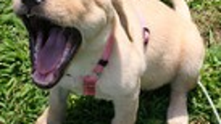 Puppeh Yawnz